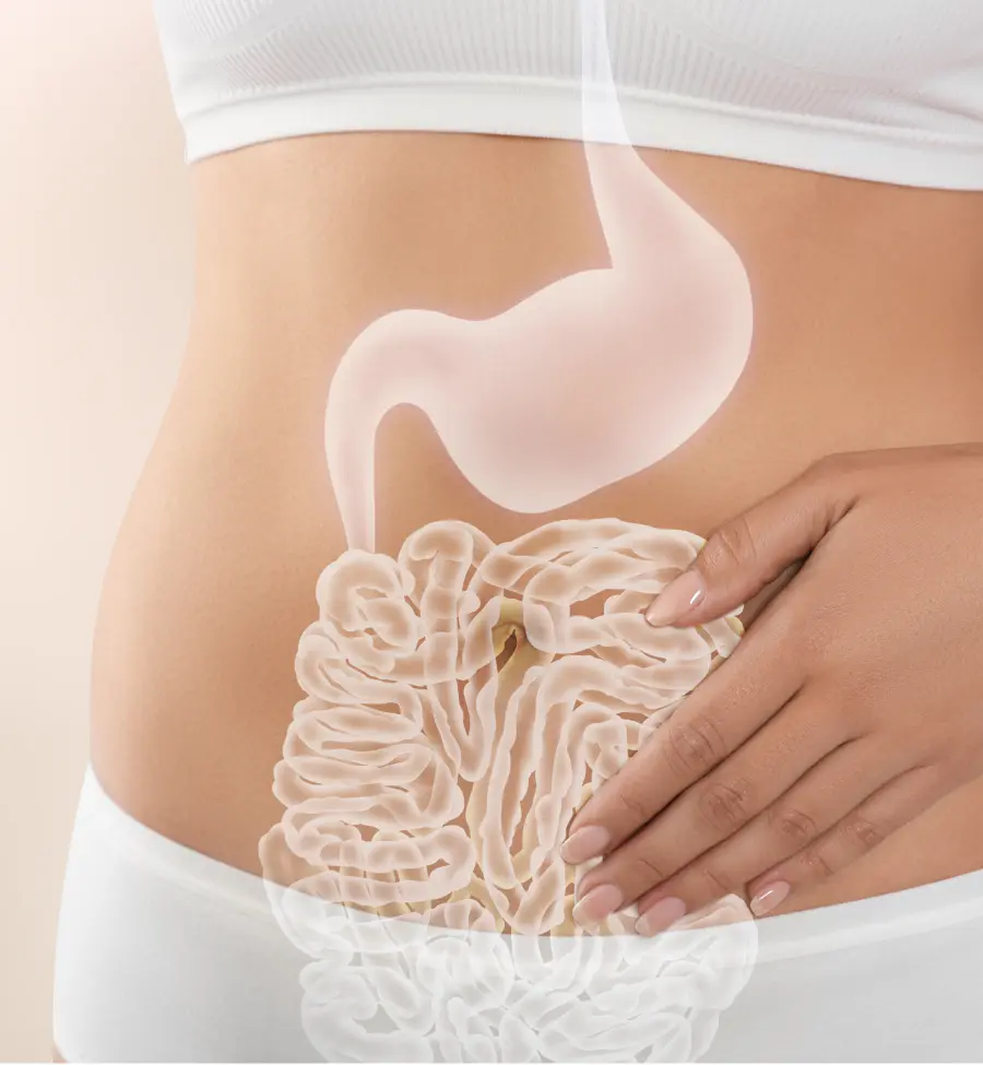 Digestive system illustration on a stomach
